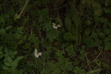 green leaves in the forest