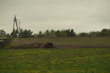 Fototapeta premium cows in a field