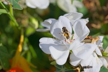 Impressions from a garden in Skaraborg Sweden on a sunny spring day