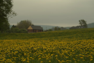 field of sunflowers