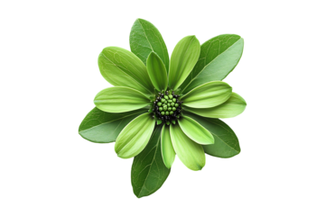 green flower isolated on transparent background