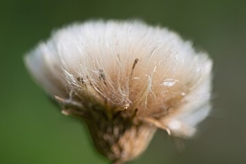 Impressions from a garden in Skaraborg Sweden on a sunny spring day
