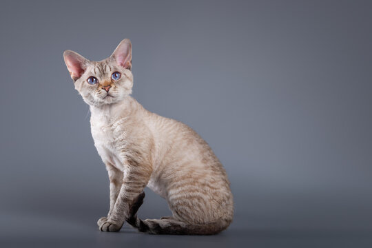 Cute adorable devon rex young cat on isolated grey background