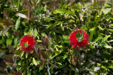 Callistemon comboynensis growing in a Japanese garden in Batumi, Georgia