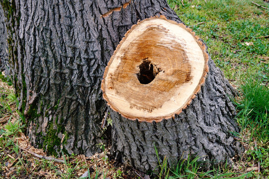 Tree stump with hollow core in city park after sanitary cutting, traces of decay and preventive removal