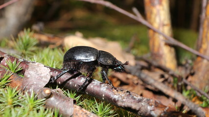 beetle on the ground