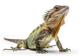 Obraz premium Macro Frilled Lizard on White Background – Full Body 8K Detail