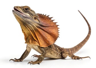 Macro Frilled Lizard on White Background – Full Body 8K Detail