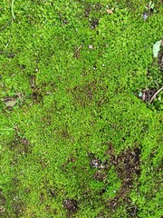 Close Up Photo of Ground with Moss.