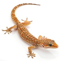 Naklejka premium Macro Gecko on White Background – Full Body 8K Detail