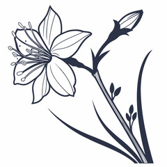 black and white xyris