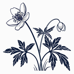 black and white wood-anemone-