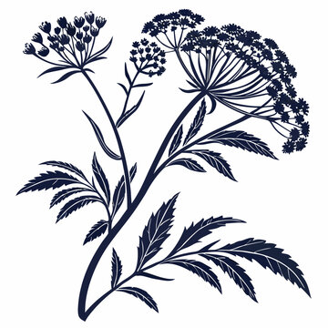 black and white woad