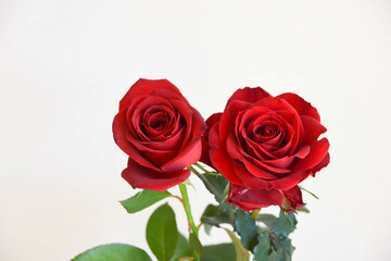赤い薔薇