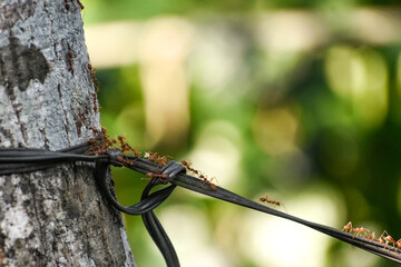 Close-up of weaver ants on tree bark and wire.