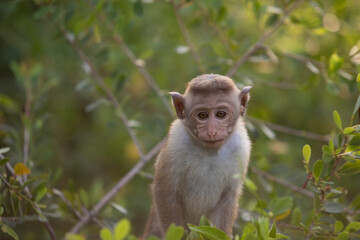 macaque sitting on a tree, monkey, animals of sri lanka