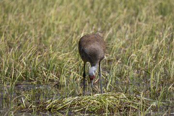 Sandhill Crane at a Nest in a Wyoming Pond in Springtime