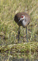 Sandhill Crane at a Nest in a Wyoming Pond in Springtime