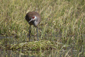 Sandhill Crane at a Nest in a Wyoming Pond in Springtime