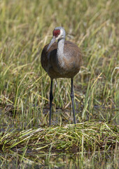 Sandhill Crane at a Nest in a Wyoming Pond in Springtime