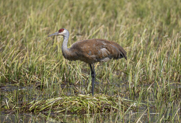 Sandhill Crane at a Nest in a Wyoming Pond in Springtime