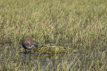 Sandhill Crane at a Nest in a Wyoming Pond in Springtime