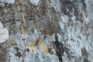 Red ants moving on tree bark, nature close-up.