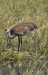 Sandhill Crane at a Nest in a Wyoming Pond in Springtime