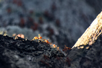 Numerous reddish ants gather on a textured, grey rock surface with sunlight.