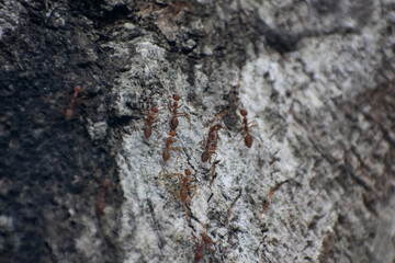Red ants moving on tree bark, nature close-up.
