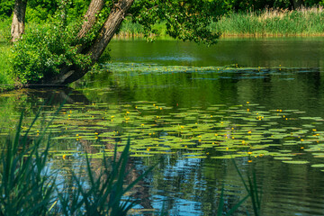 Yellow water lilies on a small river.