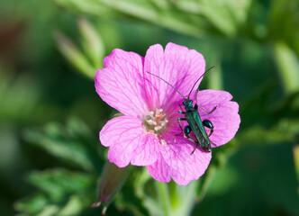 Beautiful close-up of an oedemera nobilis on a geranium endressii flower