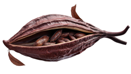Opened cacao pod filled with beans