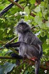 monkey