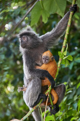 monkeys