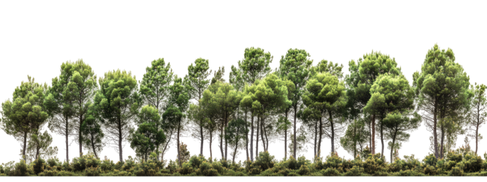 Lush Forest Landscape