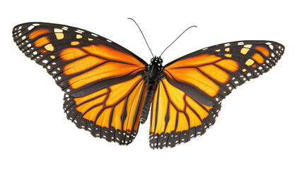 Fototapeta premium Monarch butterfly, vibrant orange and black wings