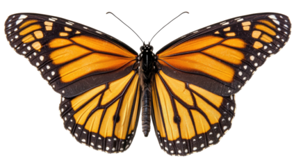 Monarch butterfly, wings spread