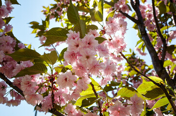Pink cherry tree blossom in bloom. Beautiful sakura flowers at springtime. Spring mood