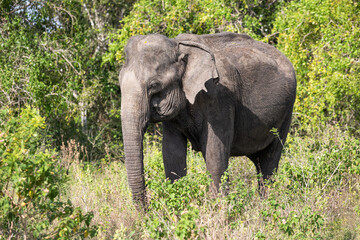 Fototapeta premium elephant in the wild, elephant looking for food, elephant sri lanka