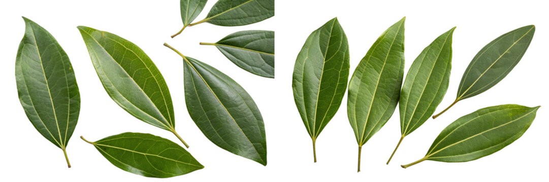 Indian Bay Leaf (Cinnamomum tamala)