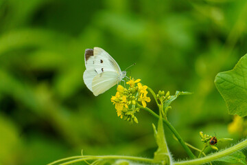 菜の花の蜜を吸うモンシロチョウ