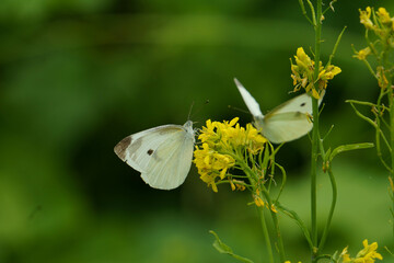 菜の花の蜜を吸うモンシロチョウ