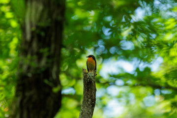 木に止まるキビタキ