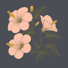 Delicate pink hibiscus flowers with intricate details and green leaves create serene and elegant botanical illustration