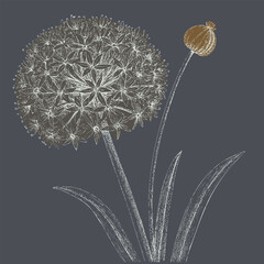 Beautifully illustrated flower with round, fluffy head and single bud, set against dark background, evokes sense of elegance and nature artistry