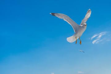 Elegant Seagull Hovering in Clear Blue Sky with Outstretched Wings