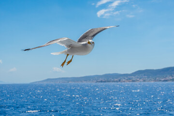 Graceful Seagull Soaring Over Vibrant Blue Ocean on a Clear Summer Day
