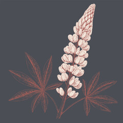 Lupine flower illustration with detailed petals and leaves, showcasing natural beauty and elegance