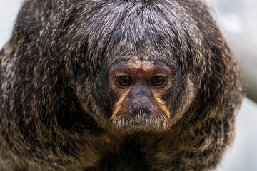 Zlin, Czech Republic - February 15, 2025: Animals in the zoo. Monkeys in an enclosure